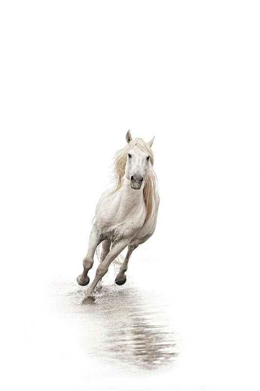 The White Stallion