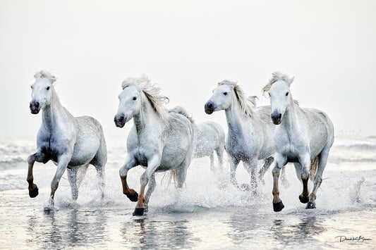 Unleashed