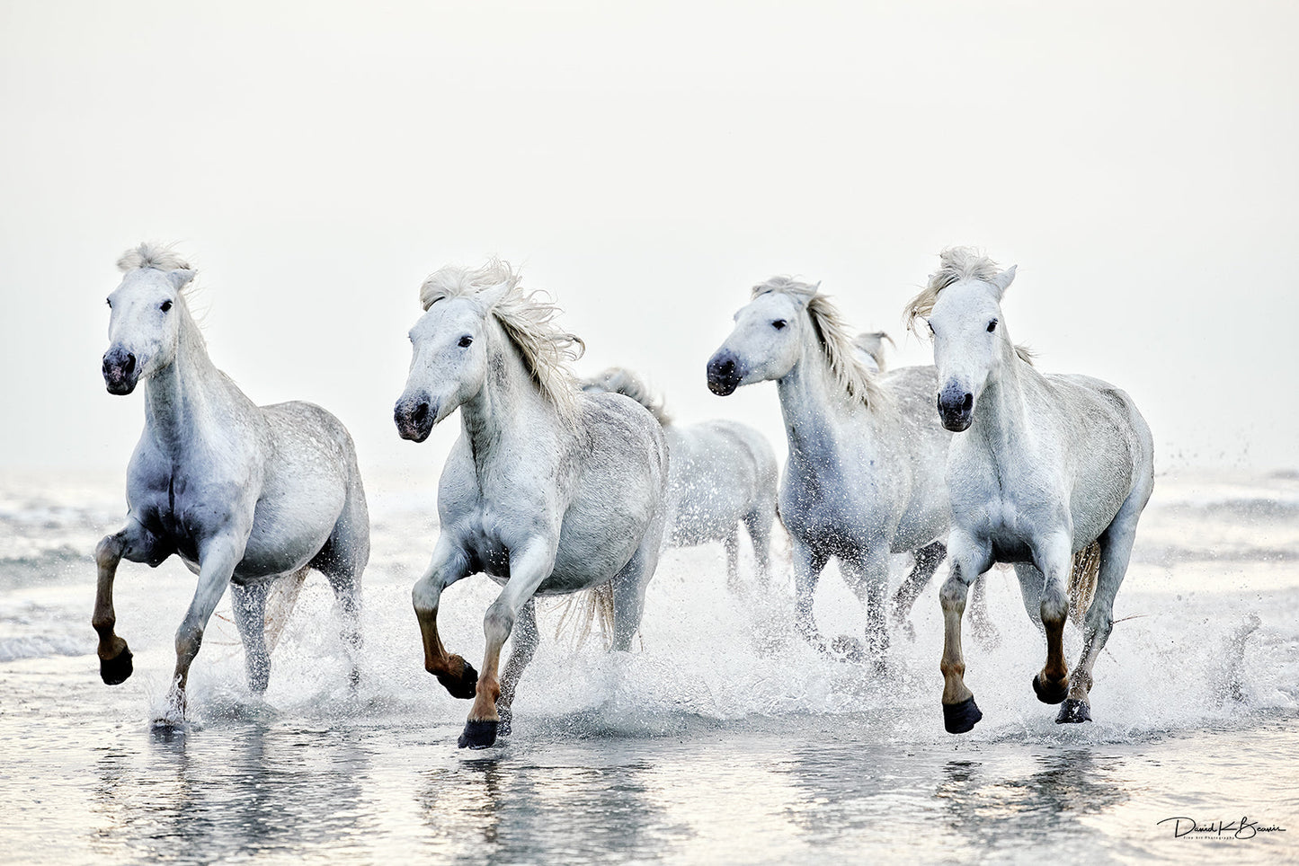 Unleashed Print