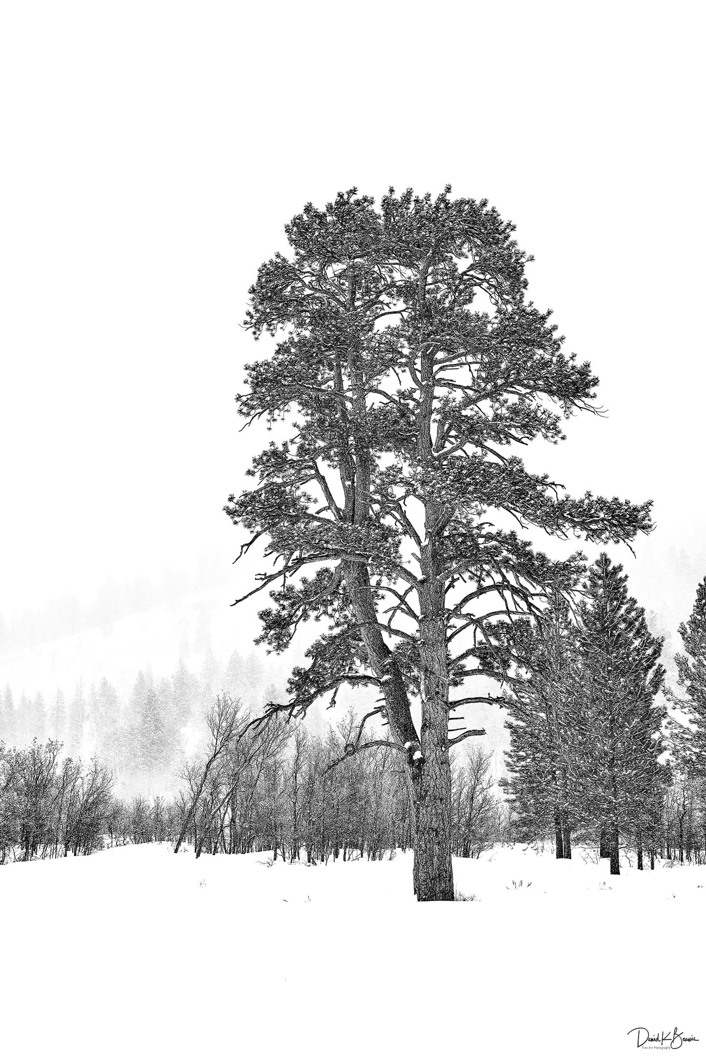 Winter Whiteout
