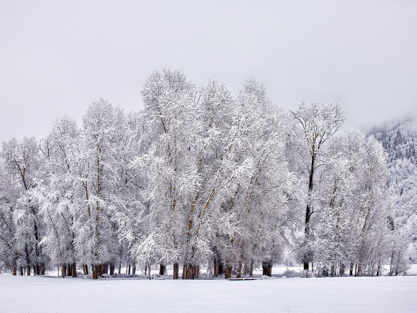 Winter Calls
