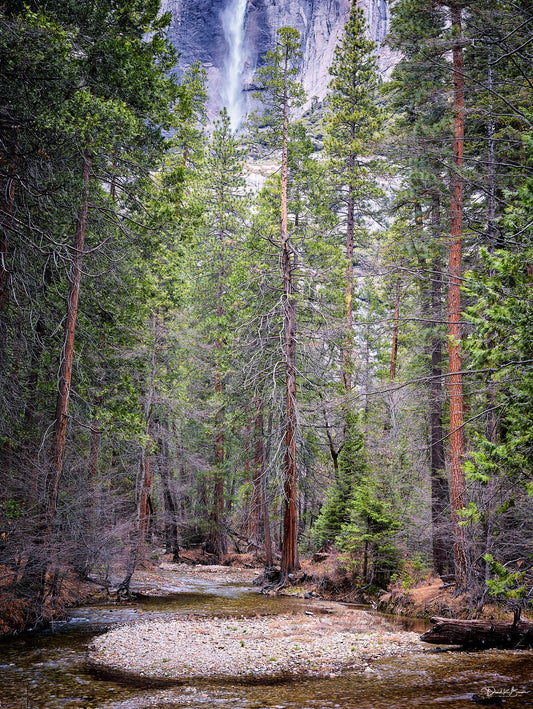 dense forest with many green trees