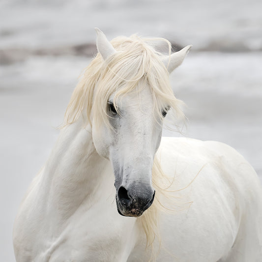 Image of white horse in France