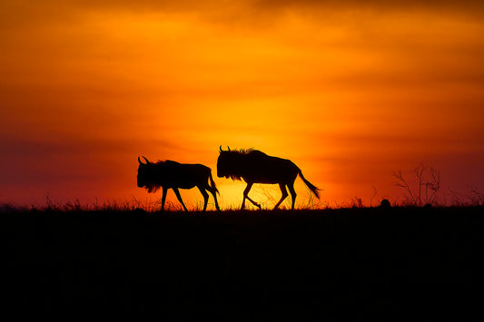 Morning Migration Print