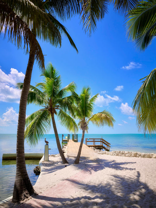Image of palm trees and water