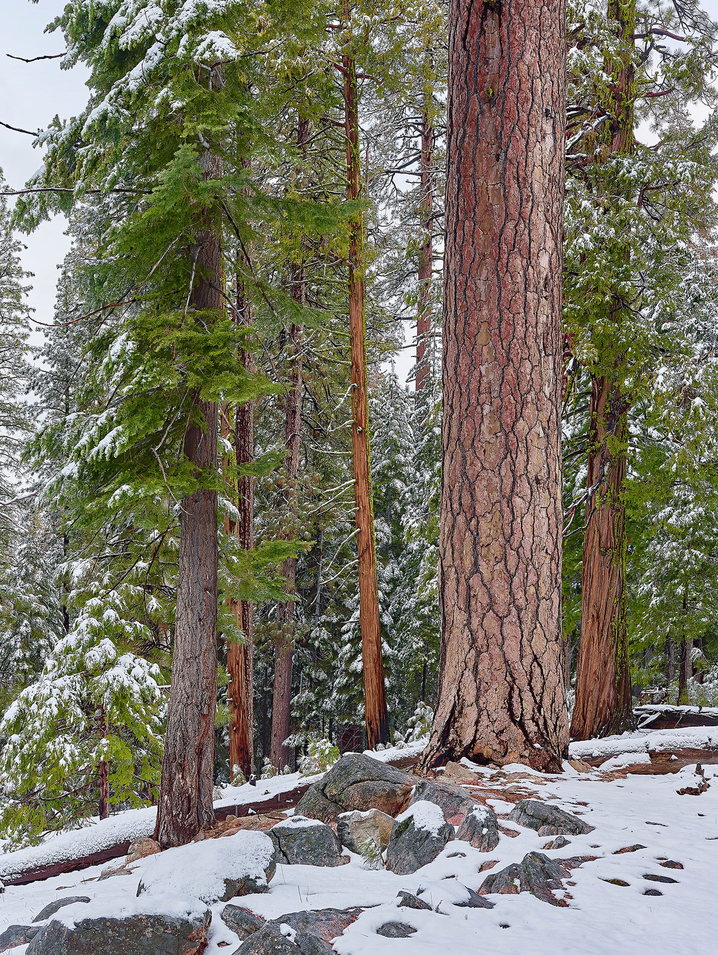 Image of trees with snow on ground.
