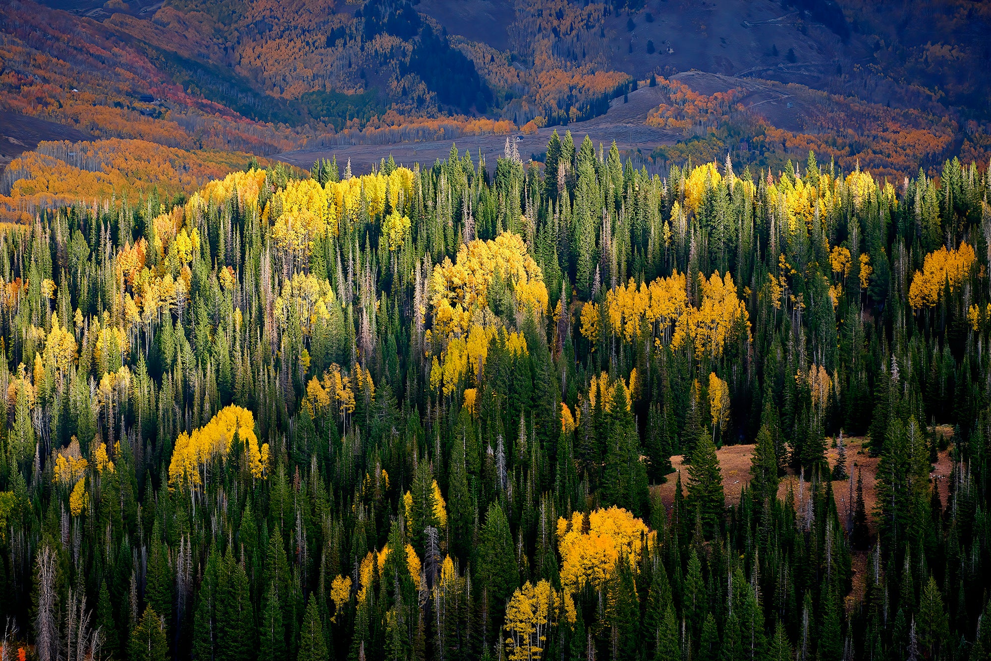 Aerial image looking down on Aspen trees and the Utah Mountains.