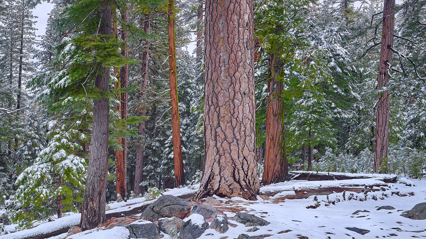 Where Silence Falls Print