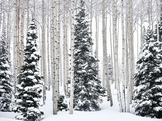 Winter Forest Greeting Card
