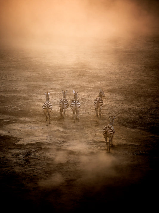 Zebras in the Dust Print