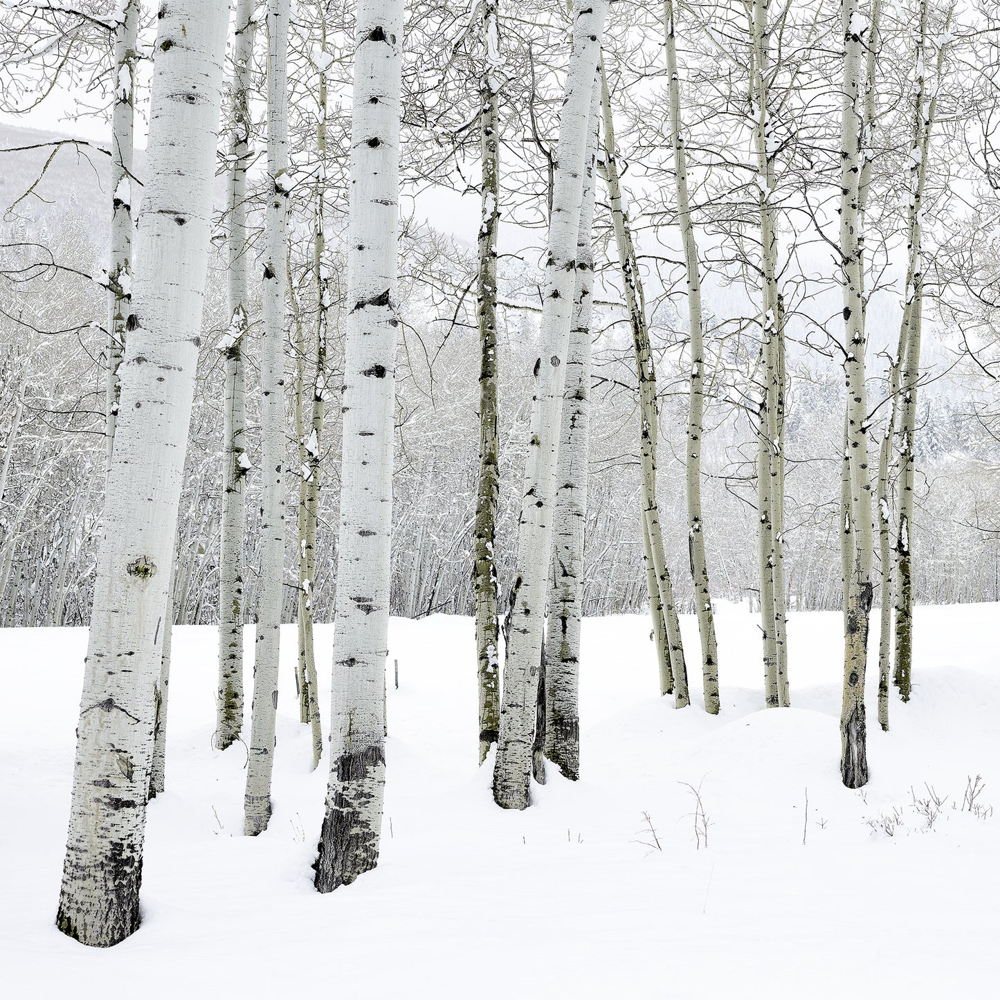 April Snow