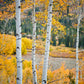 Aspens in the Uintas Opticrylic - 10 x 10