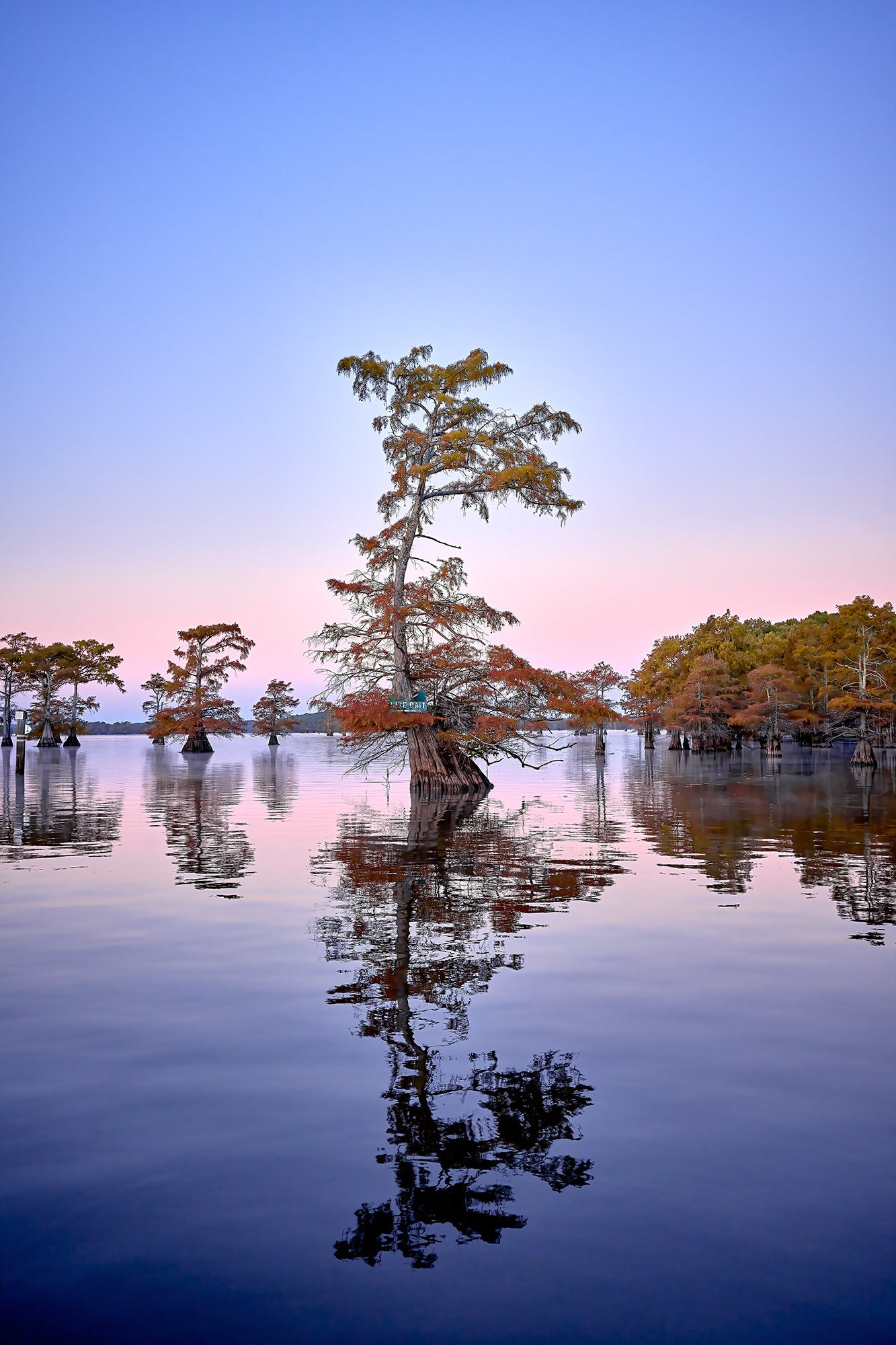 trees reflecting over water during sunset