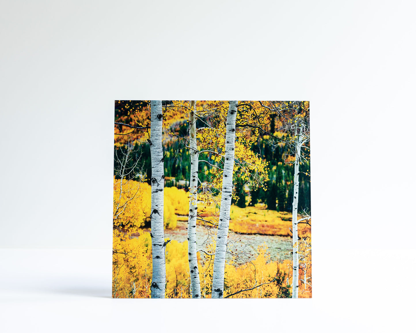 Aspens in the Uintas Opticrylic