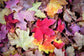 Fall Leaves in Park City