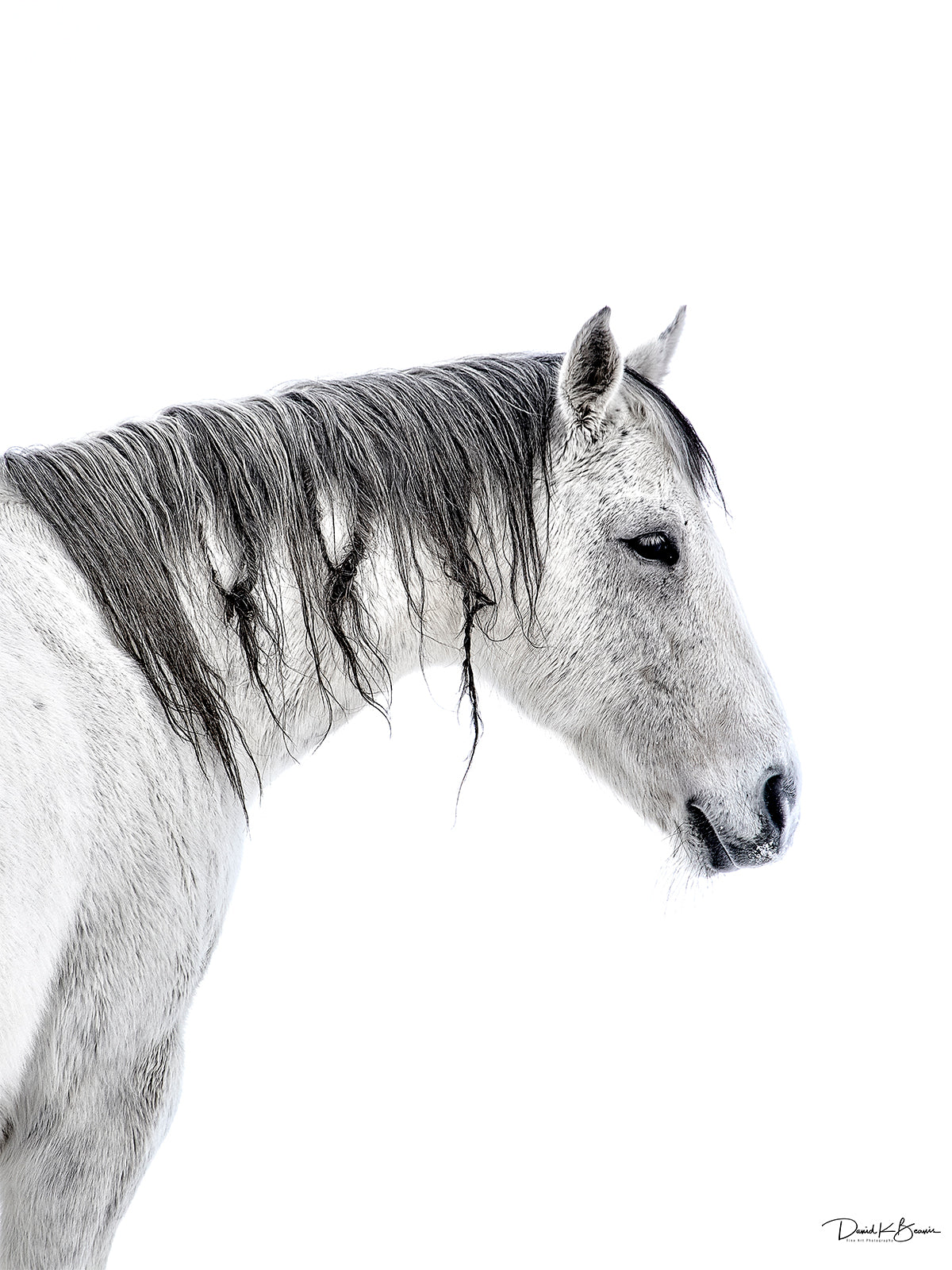 Horse with No Name Print – David Beavis Fine Art
