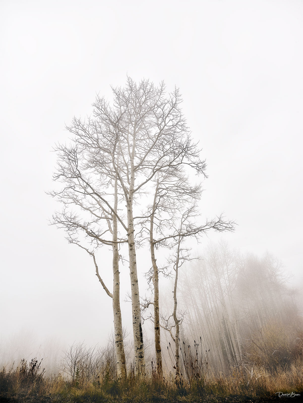 tree against light grey sky