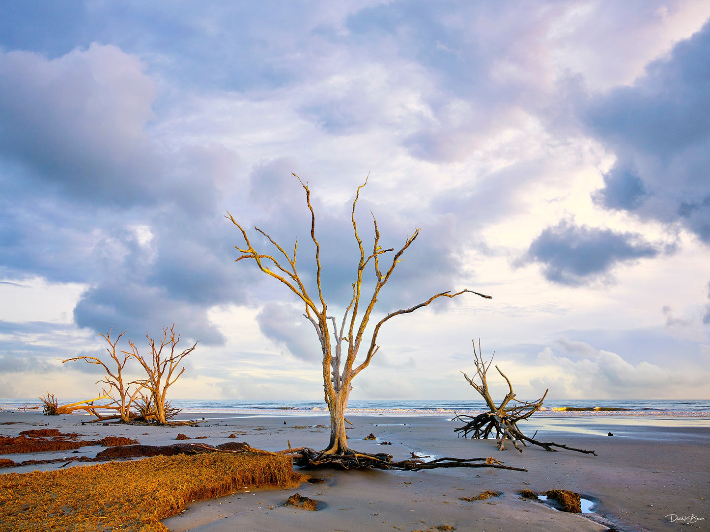 trees on beach during sunset.