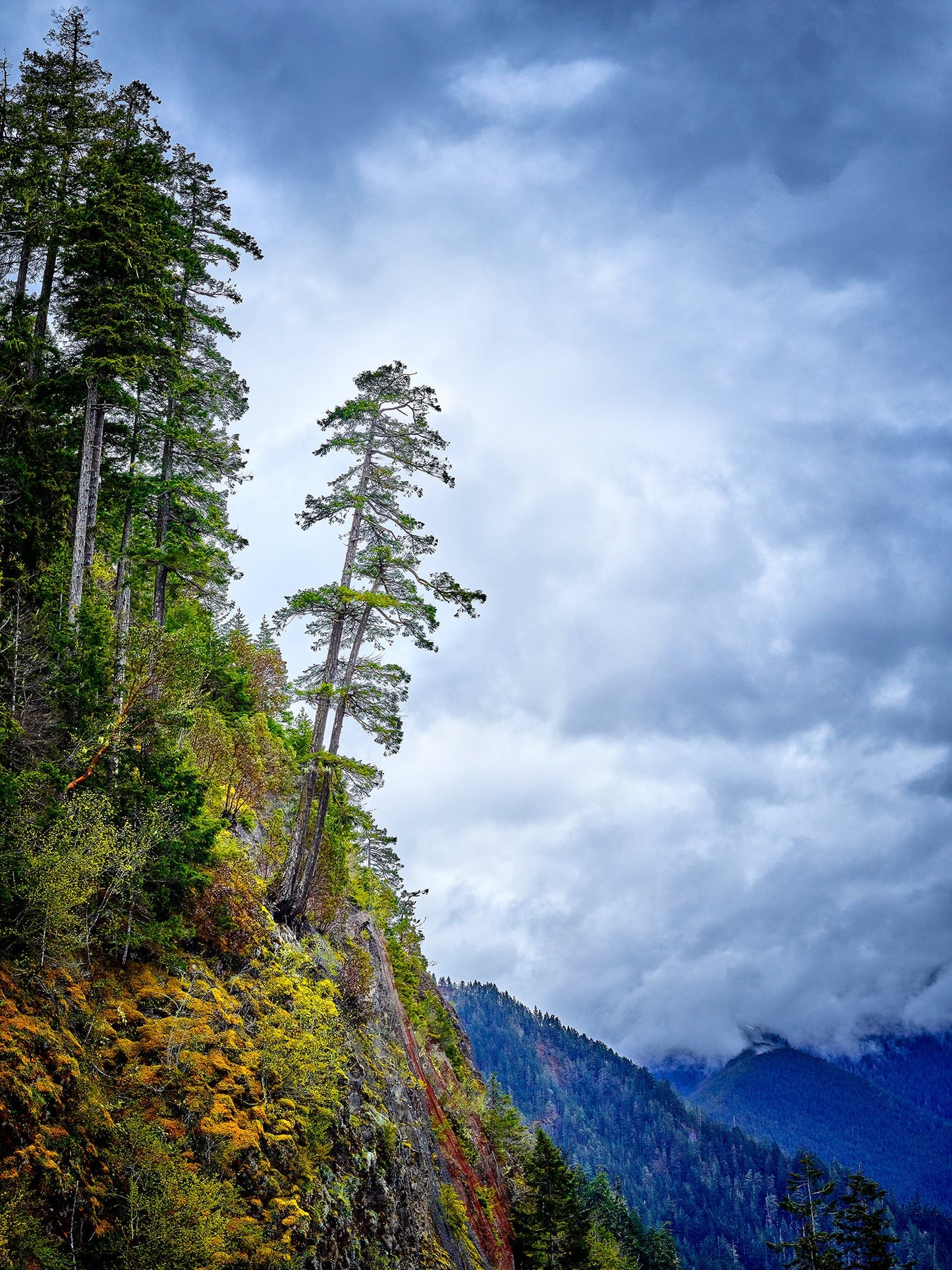 landscape trees on side of mountain