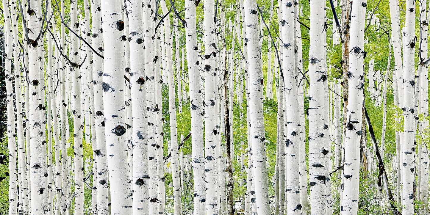 The Aspen Family Panoramic