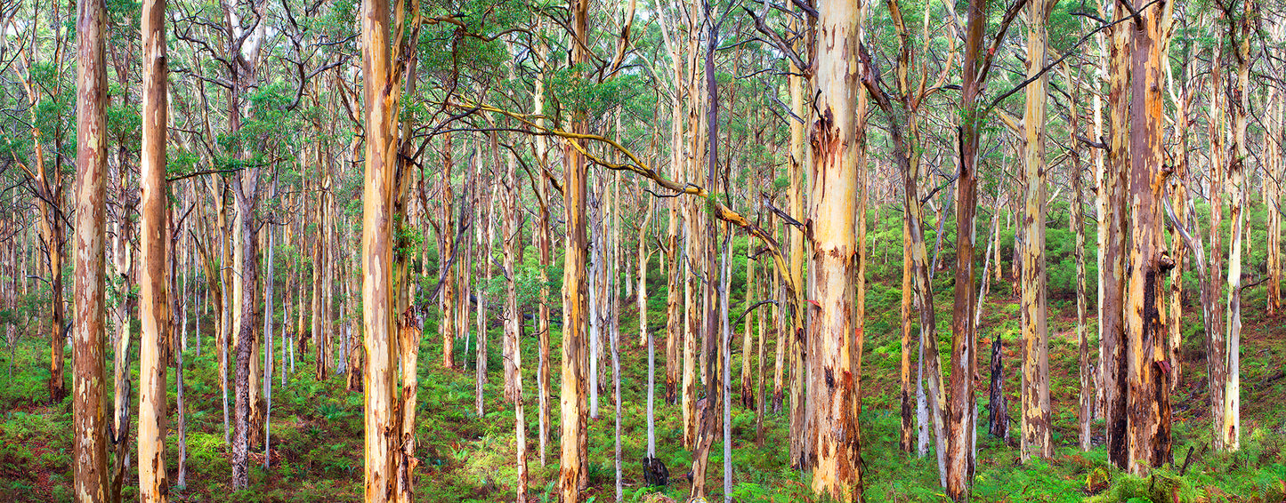 The Golden Forest