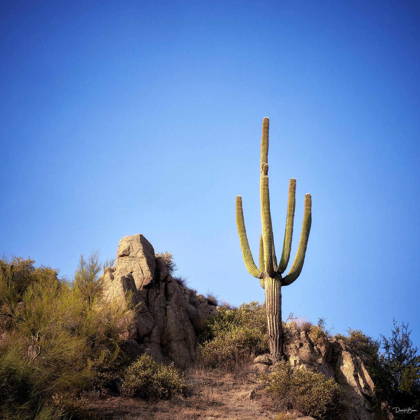 The Lone Cactus