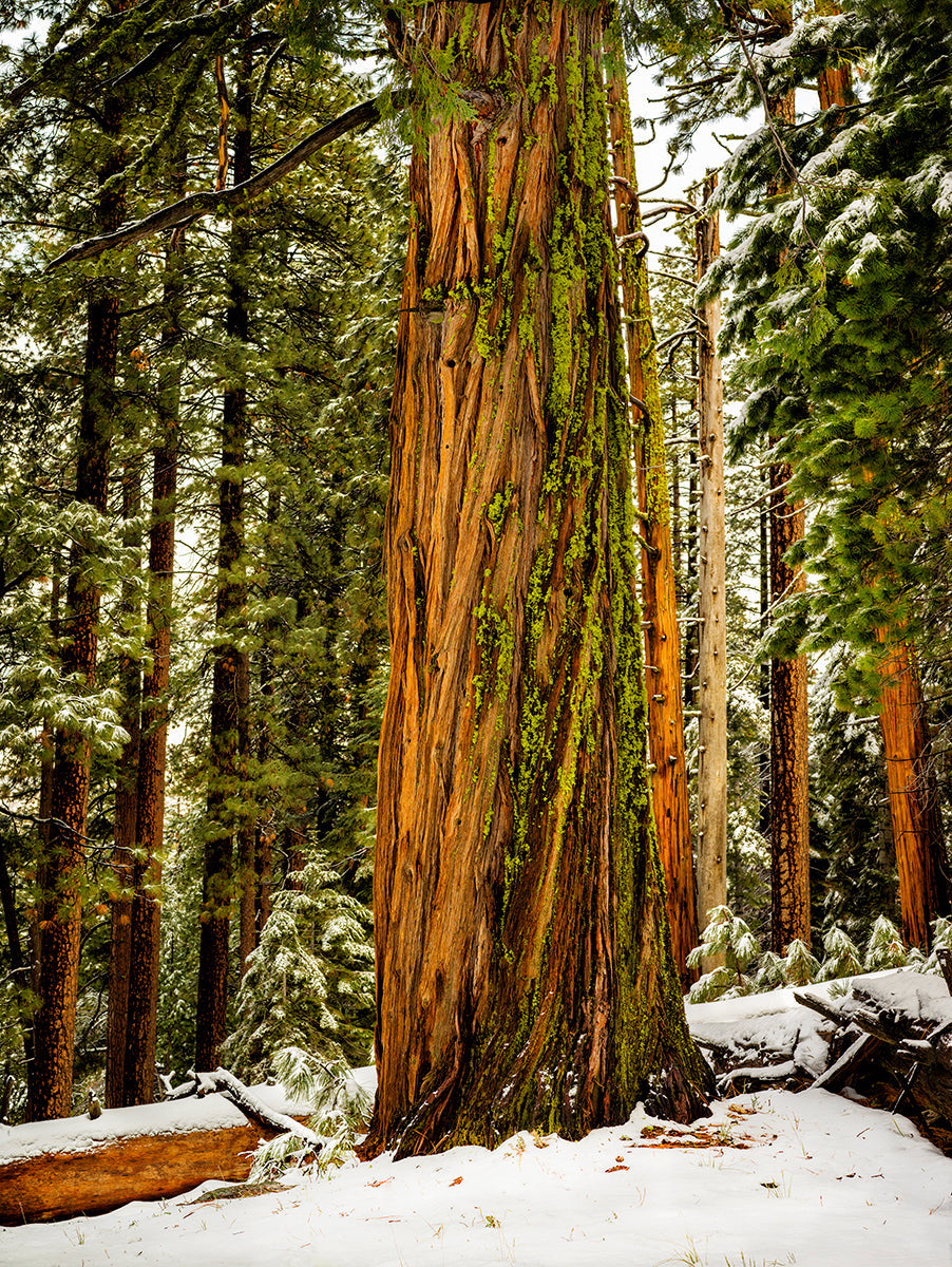 large tree in foreground with forest in backgrounds