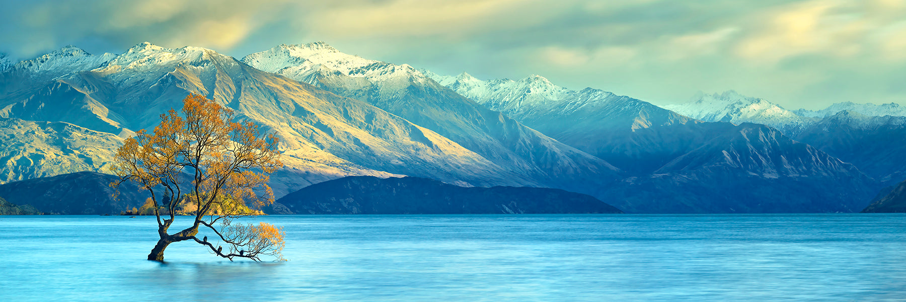 The Wānaka Tree – David Beavis Fine Art