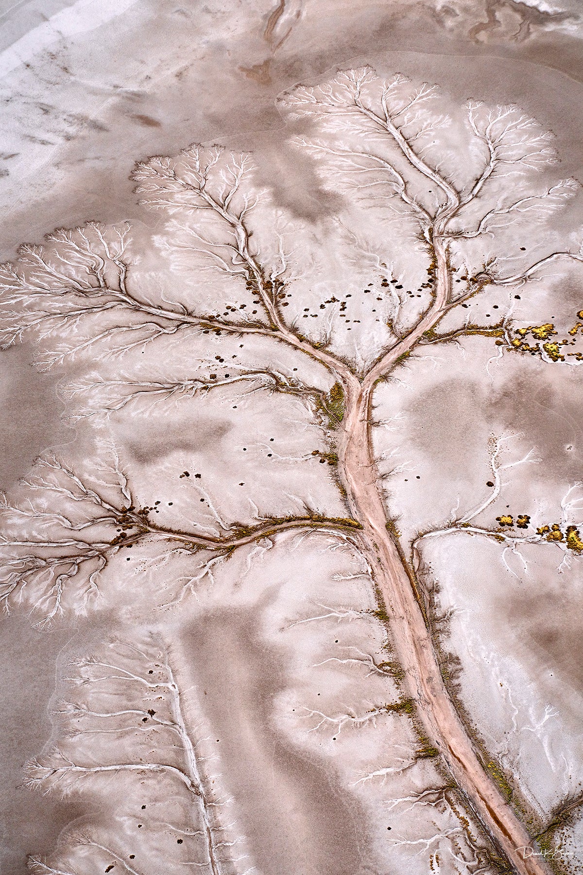 Tidal Tree Pattern