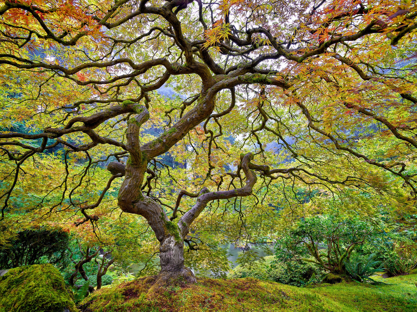 green, orange, and yellow tree with many branches.