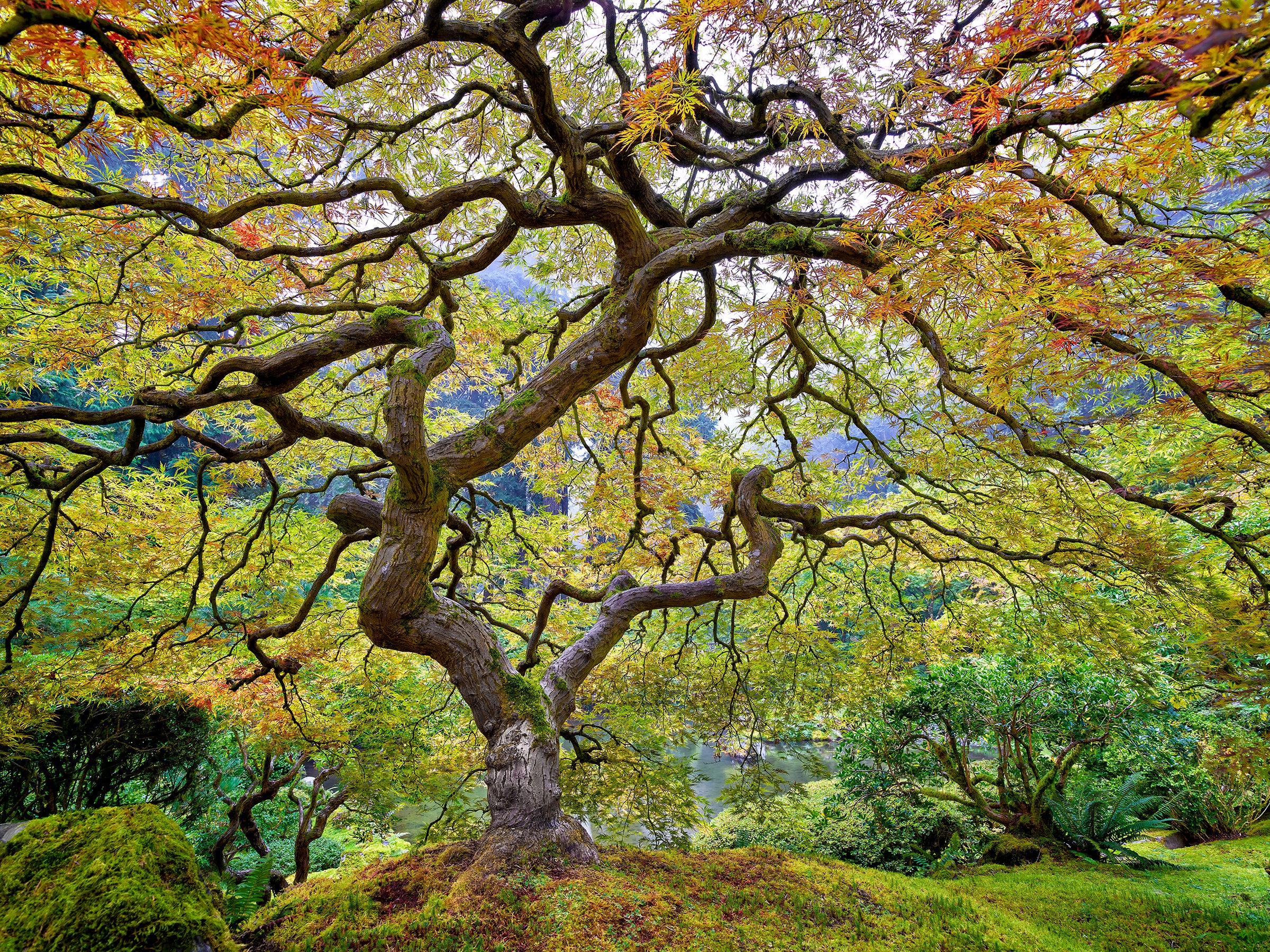 Tree-of-Life_2400x.jpg?v=