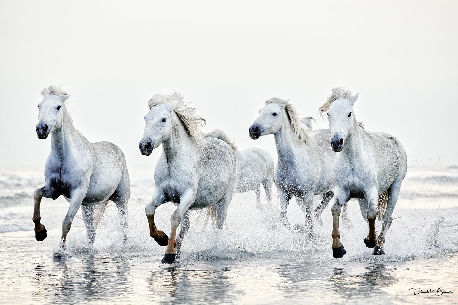 Unleashed Print – David Beavis Fine Art