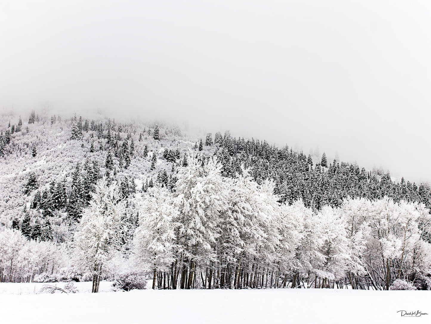 forest of trees covered in snow